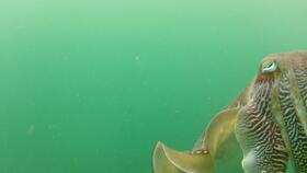 墨鱼视频,揭秘网络短视频的魅力与影响